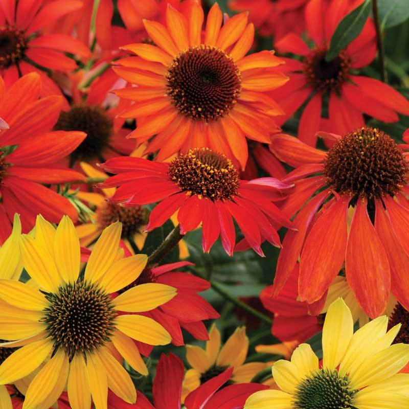 Close-up of red, orange, and yellow Cheyenne Spirit Coneflower blooms.