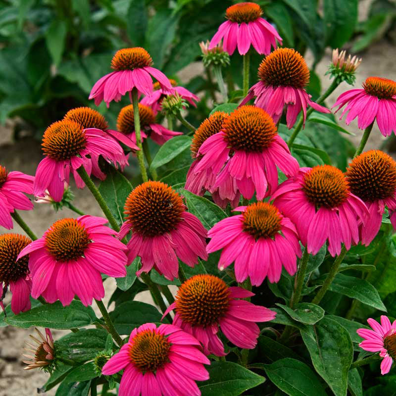 Echinacea Pow Wow Wild Berry has strong stems and does not need staking
