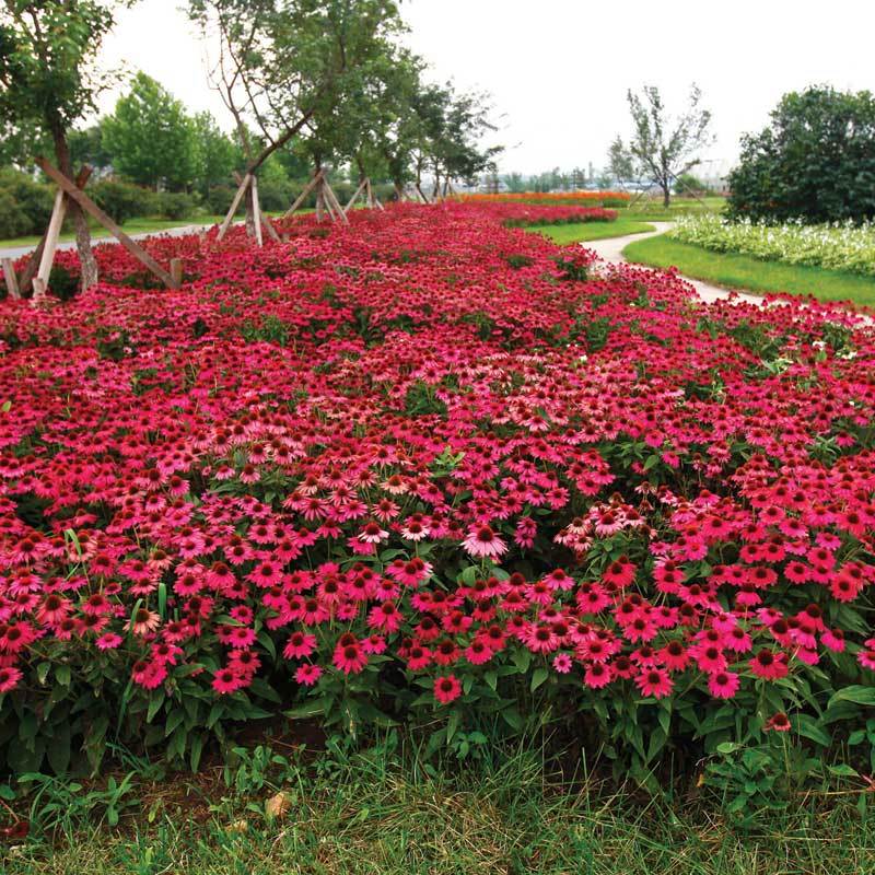 PowWow Wild Berry Coneflower has vivid, berry colored flowers