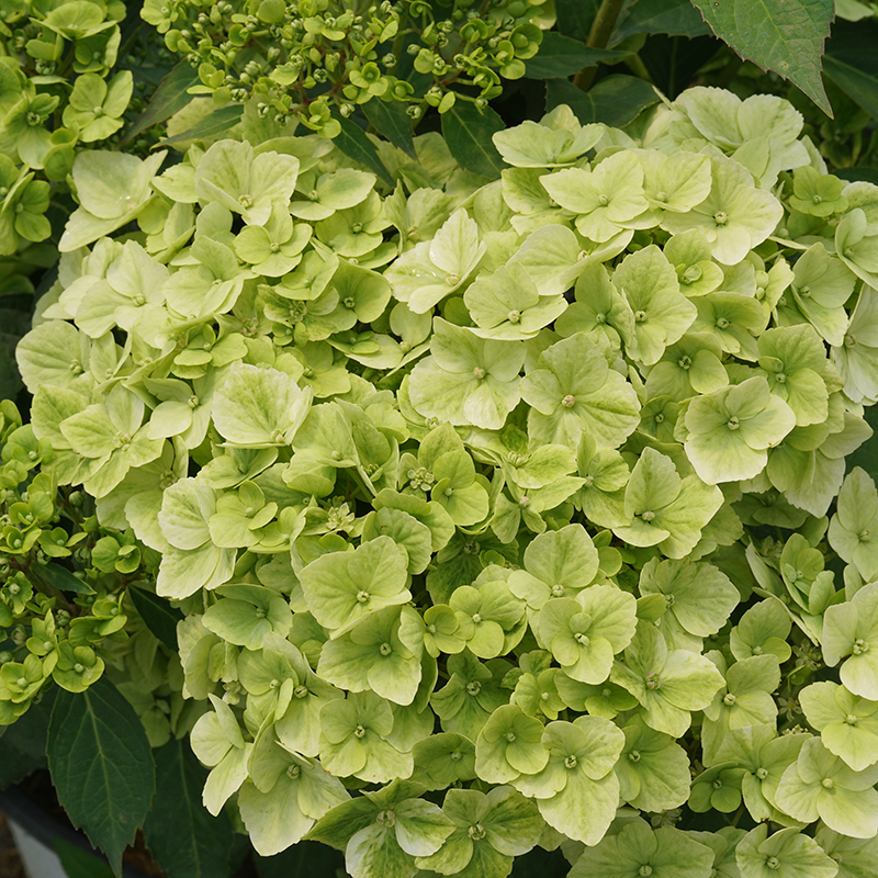 Close up image of green hydrangea flowers