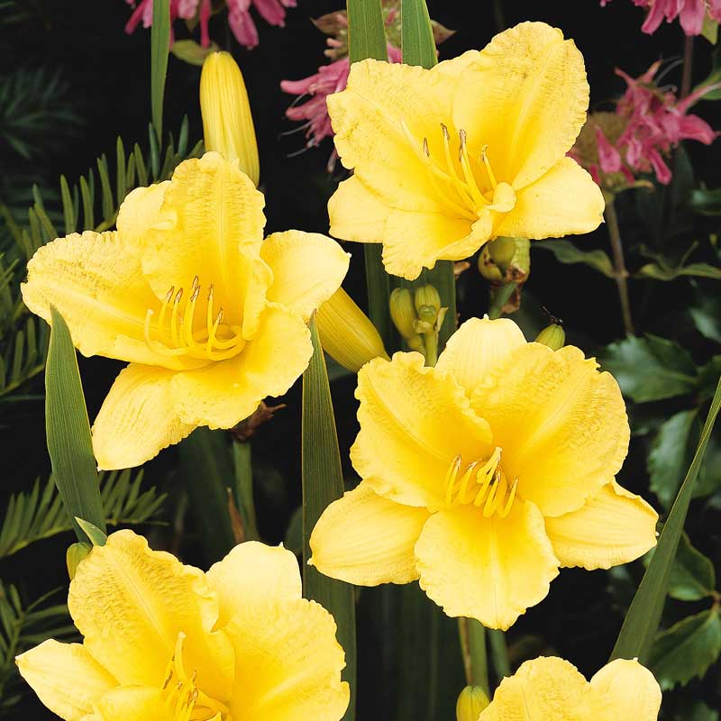 Happy Returns Daylily with cheerful yellow blooms.