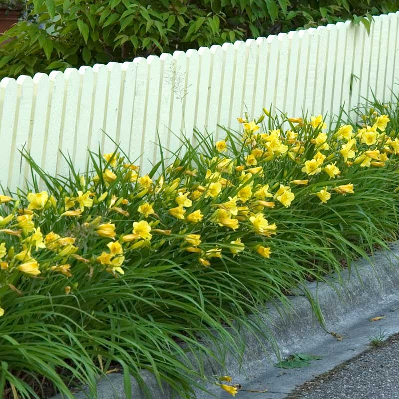 A row of Happy Returns Daylilies lining a road.