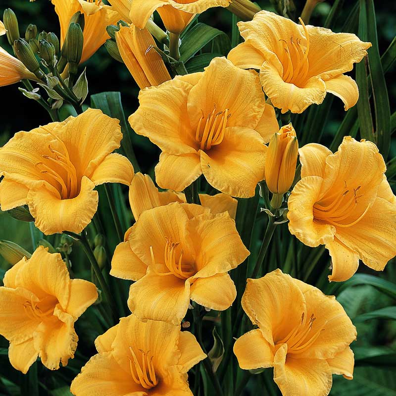 'Stella d'Oro' Daylily