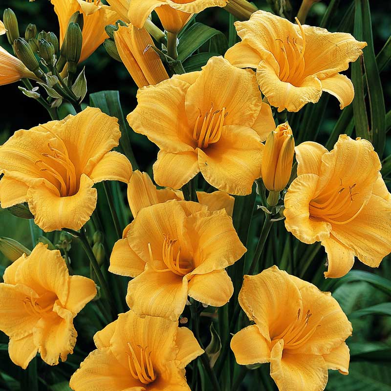 Stella d'Oro Daylily with large gold trumpet flowers.