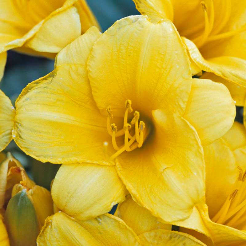 Close-up of a golden trumpet-shaped Stella d'Oro Daylily bloom.