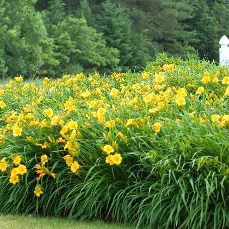 Mass planting of Stella d'Oro Daylily with large gold trumpet flowers and grass-like foliage.