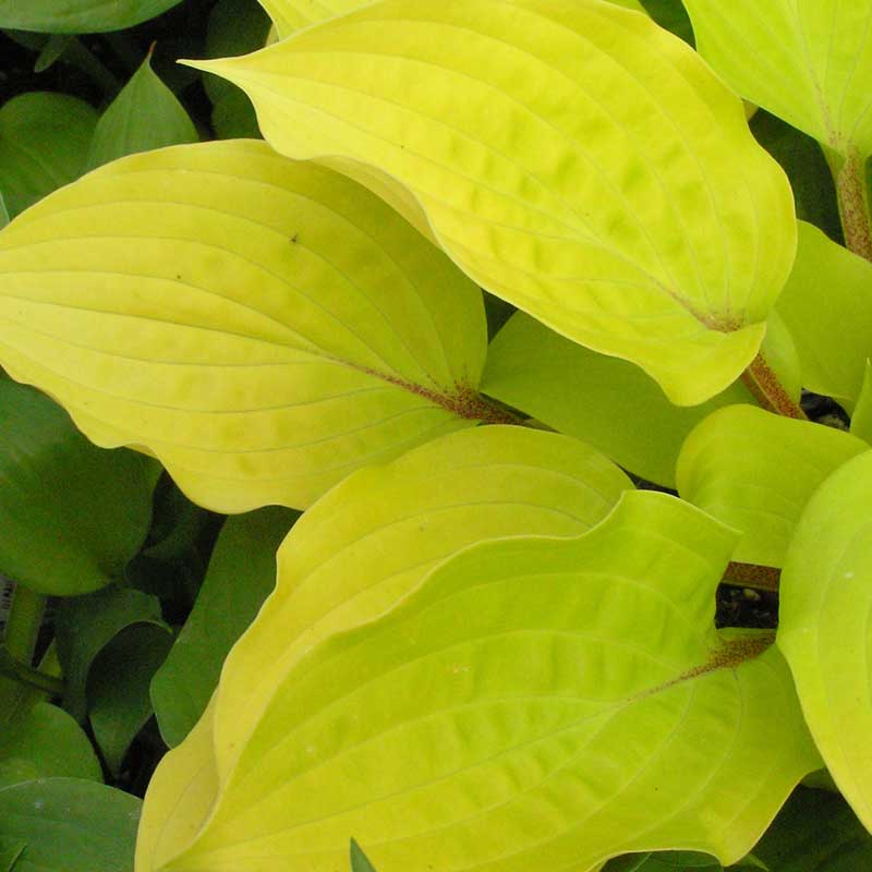 Close-up of Fire Island Hosta's textured golden foliage and red stems.