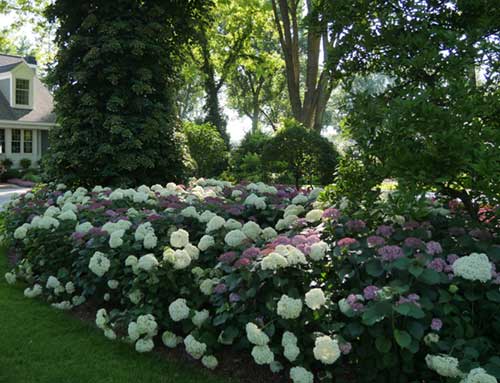 Climbing and Hedge Hydrangeas