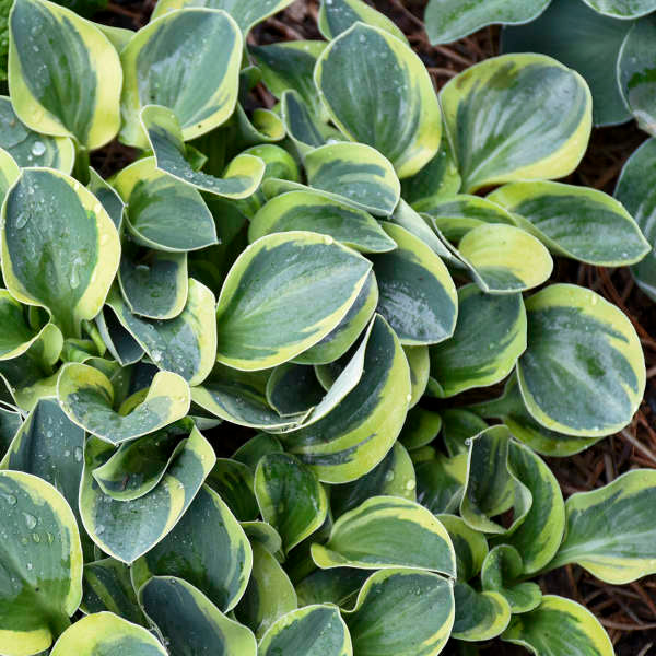 Mighty Mouse Hosta with rounded variegated foliage with dew drops.