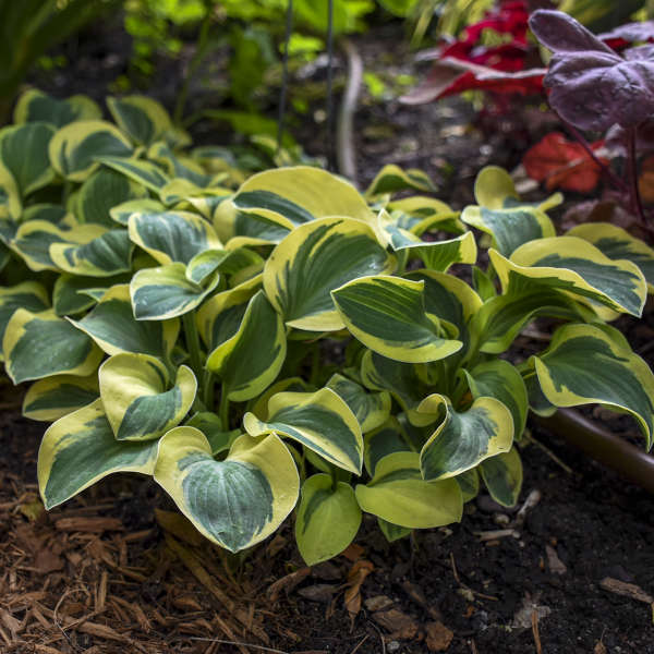 Vibrant green Mighty Mouse Hosta leaves with yellow margins.