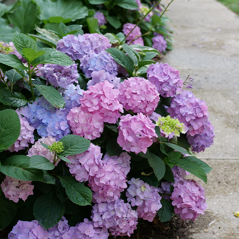 Let's Dance Sky View® Bigleaf Hydrangea