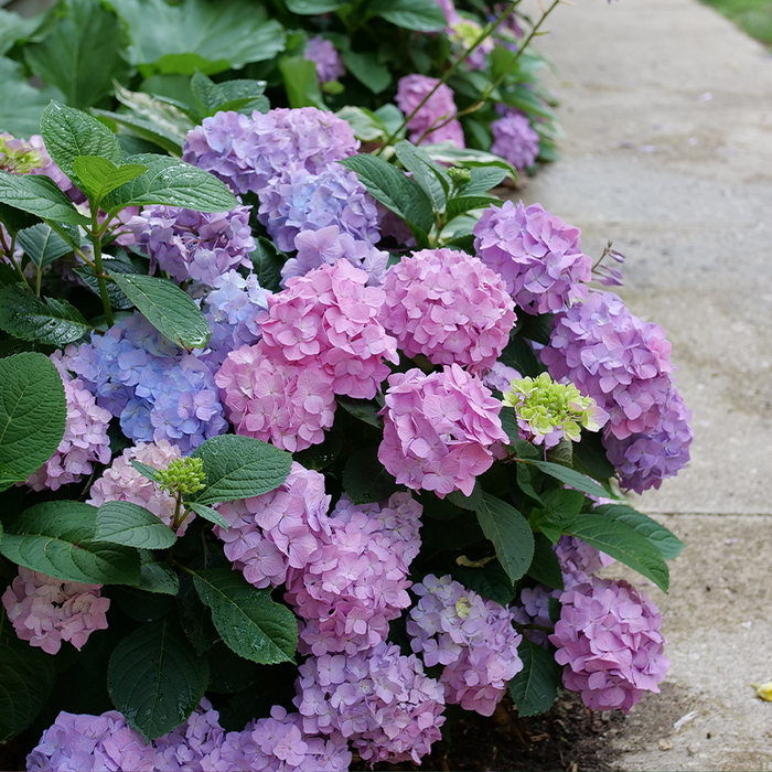 Let's Dance Sky View® Bigleaf Hydrangea