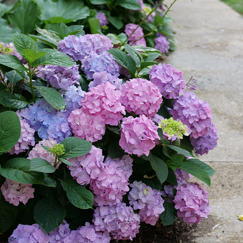 Pink and blue hydrangeas in the garden