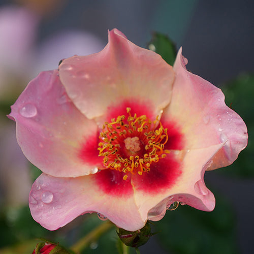 Rosa Ringo All Star is disease resistant and easy to grow