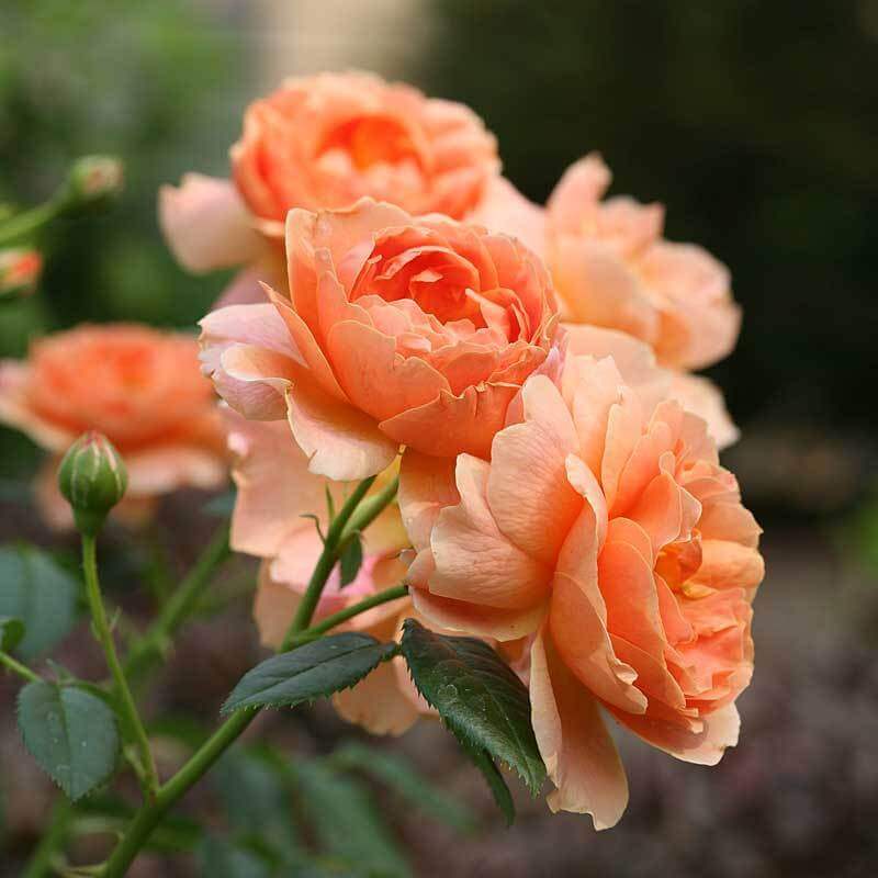 Close-up of At Last Rose blooms on top of sturdy stems.