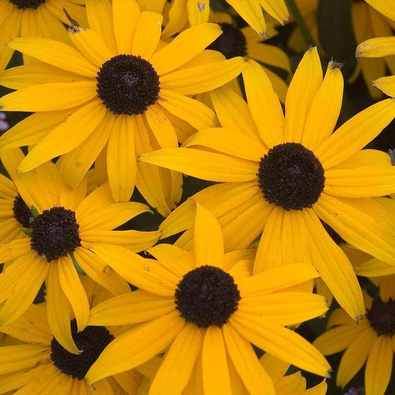 Close-up of Goldsturm Black-Eyed Susan's ray-like petals surrounding a prominent black center.