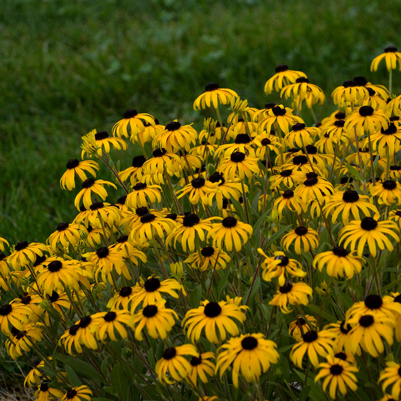'American Gold Rush' Black-Eyed Susan (Rudbeckia) has bright yellow flowers that pop in the landscape!