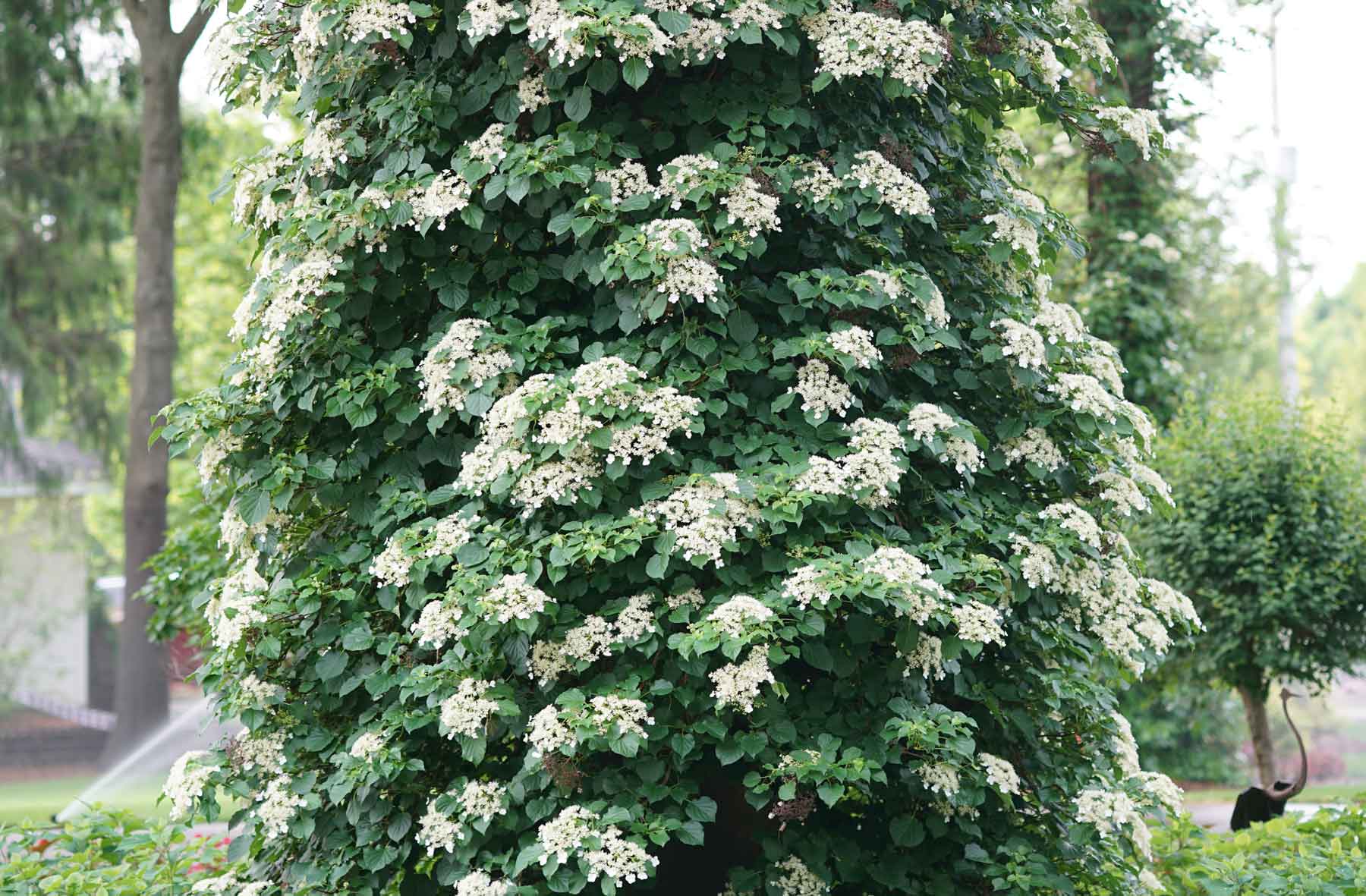 Climbing Hydrangea in full bloom.