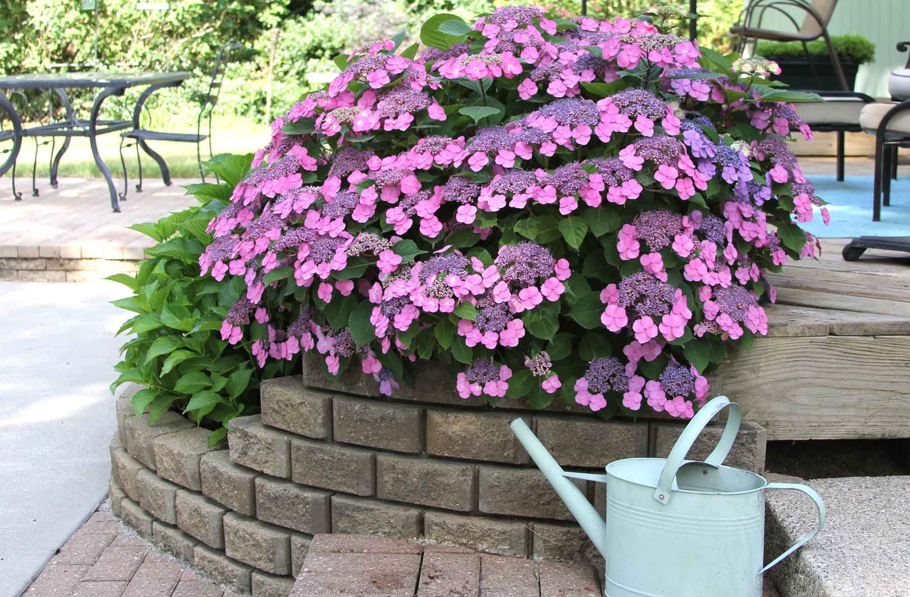 Mountain hydrangea on garden patio with watering can in front of it.