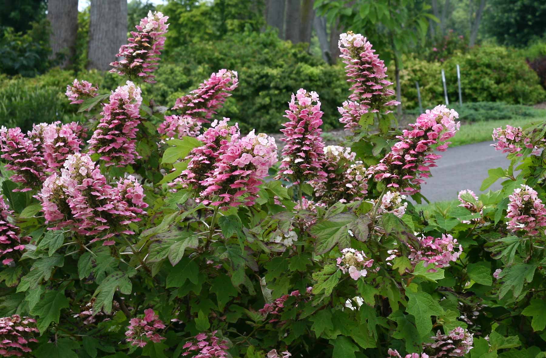 Close up of Pink Oakleaf Hydrangea in garden.