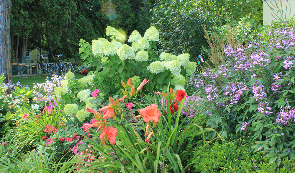 Hydrangeas with companion plants like daylily