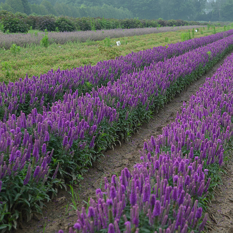 Magic Show® 'Purple Illusion' Spike Speedwell is beloved by bees and butterflies.