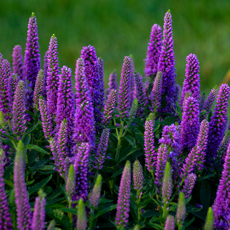 Magic Show® 'Purple Illusion' Spike Speedwellis perfect for planting at the front of a flower bed, along paths and containers.