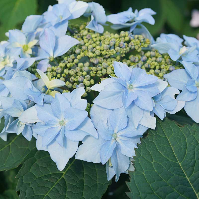 Tuff Stuff Ah Ha Mountain Hydrangea has blue or pink blooms depending on ph