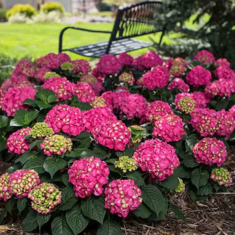 Summer Crush hydrangea has large mophead bloooms of a deep pink color.