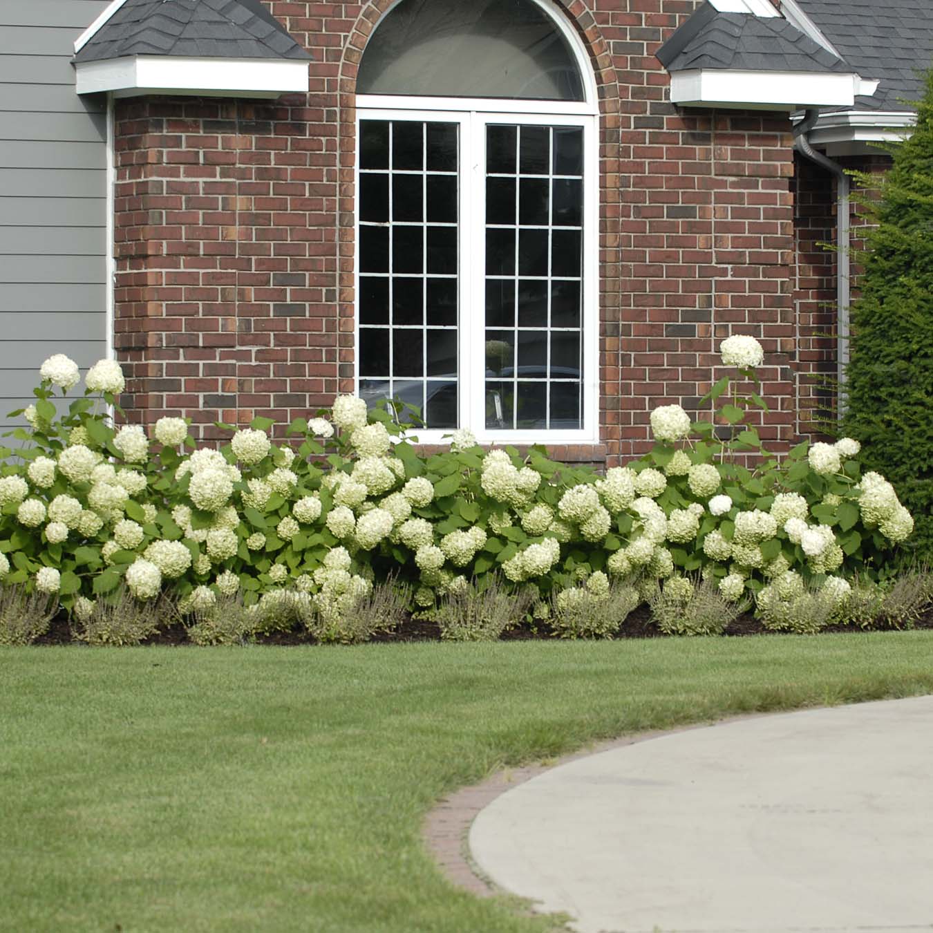 A row of Annabelle hydrangea blooms in front of a brick home.