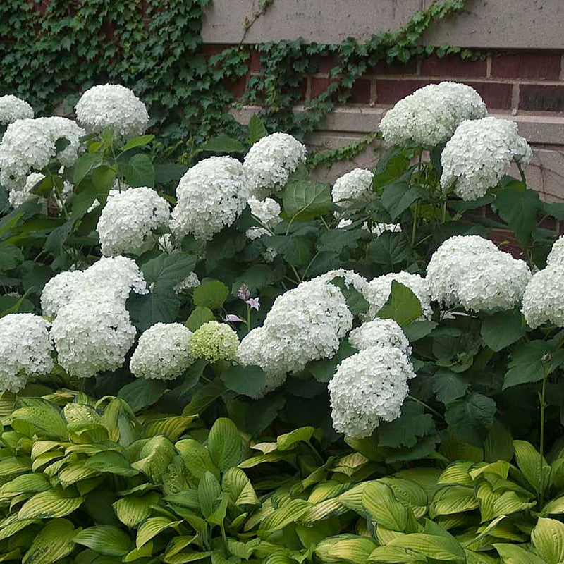 The fluffy white mophead flowers of Annabelle hydrangea paired with a chartreuse hosta.