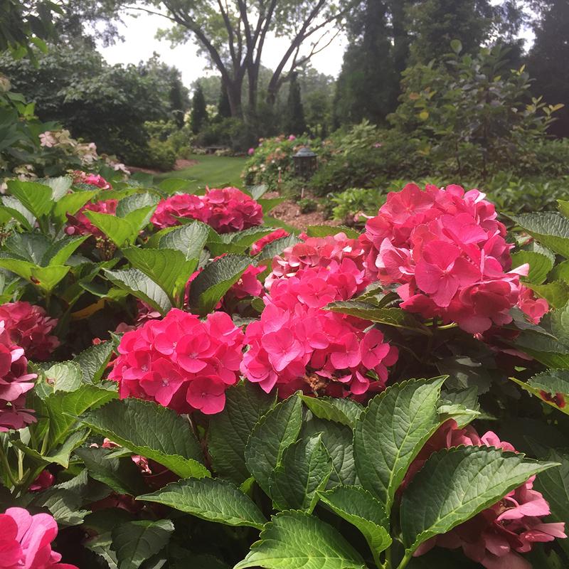 Cityline Paris Bigleaf Hydrangea has vivid deep pink blooms