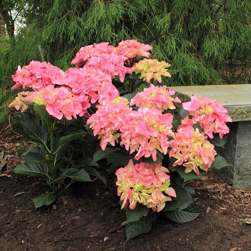 Cityline Venice Bigleaf Hydrangea has very large and showy pink blooms