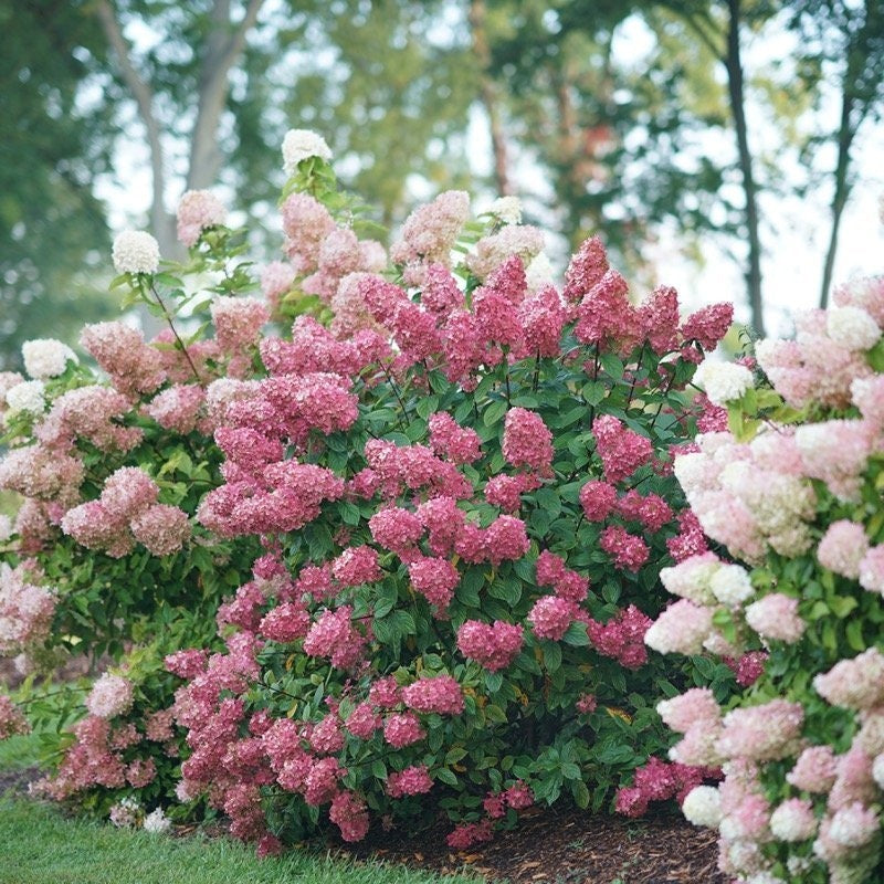 A specimen of Fire Light hydrangea covered in red cone shaped flowers.