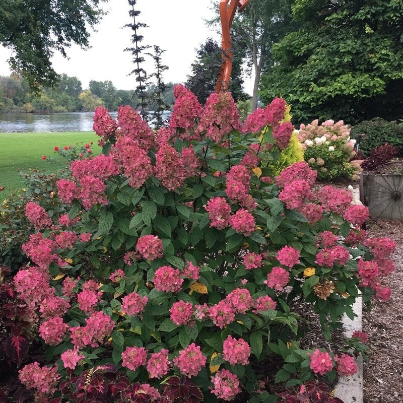 Fire Light hydrangea blooming in a garden with a river in the background.