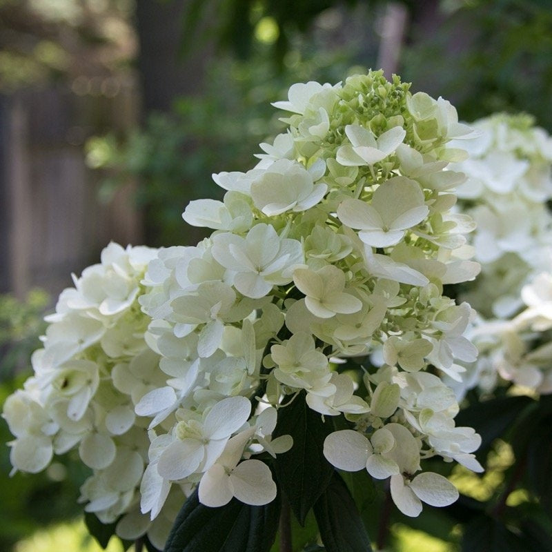 A close up of the white cone shaped blooms, also known as panicles, of Fire Light hydrangea. 