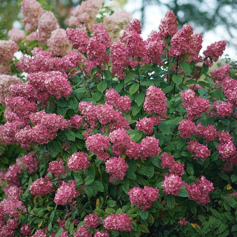 Fire Light panicle hydrangea blooming in a landscape.