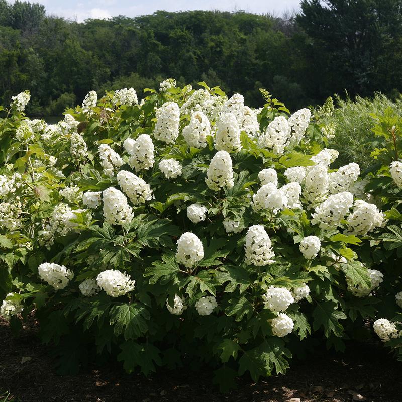 Gatsby Gal Oakleaf Hydrangea is smaller than other oakleaf hydrangea