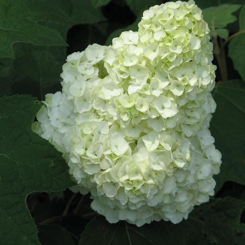 Gatsby Moon Oakleaf Hydrangea has big mophead flowers for a lush, full look