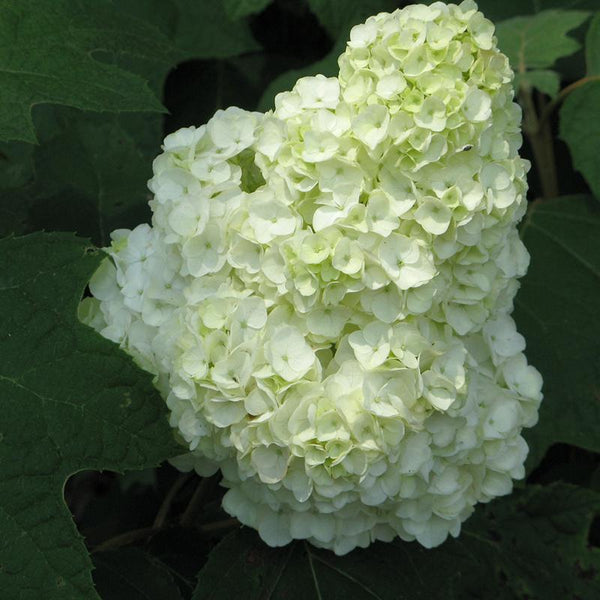 Hydrangea-Gatsby-Moon-1-