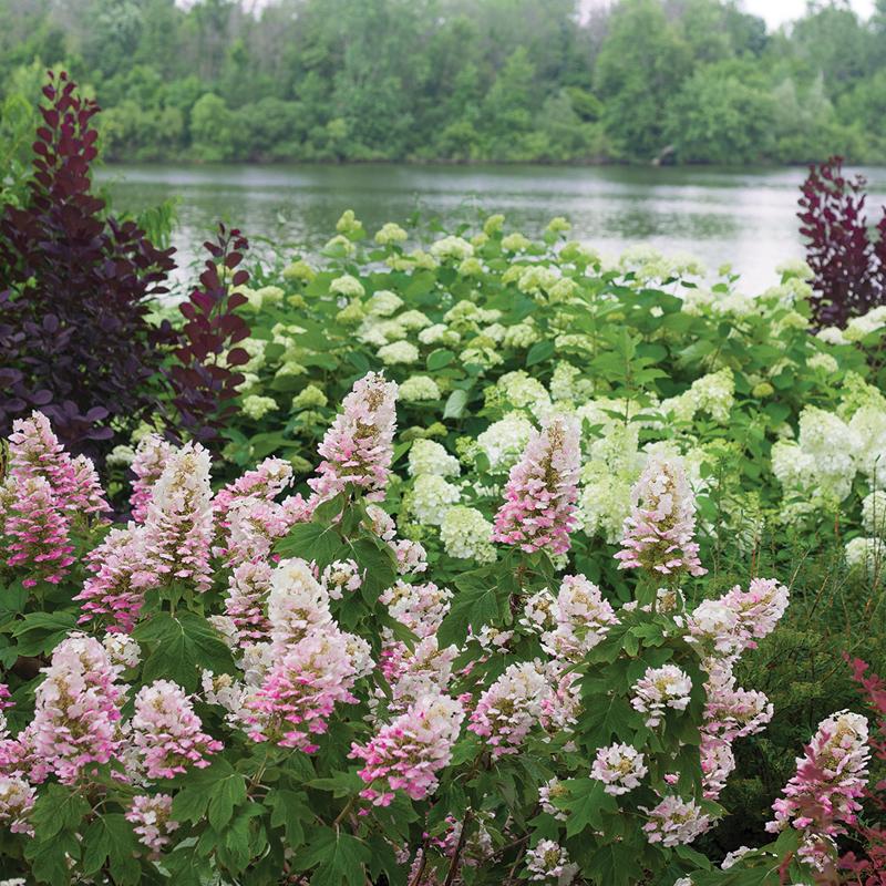 Gatsby Pink Oakleaf Hydrangea has large white flowers that turn vivid pink