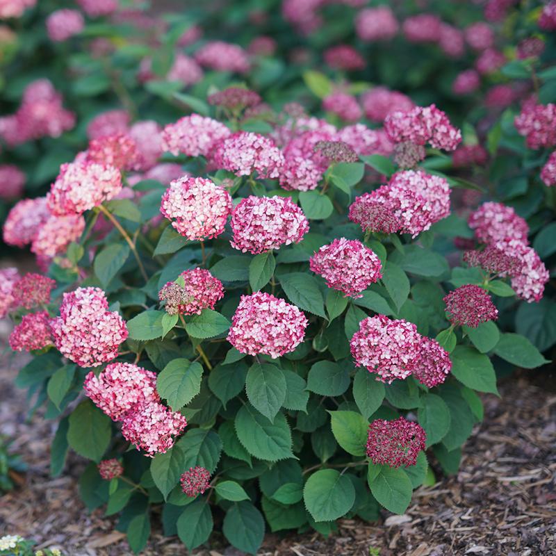 Invincibelle Ruby Smooth Hydrangea has gem like ruby colored blooms