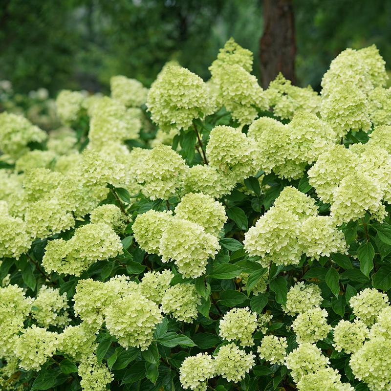 Little Lime® Panicle Hydrangea is a dwarf version of Limelight with big green blooms in summer.