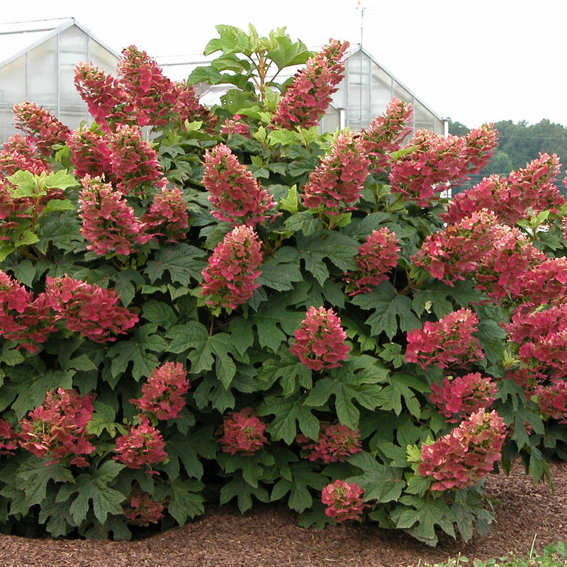 Ruby Slippers is a large oakleaf hydrangea with flowers that turn red in late summer.