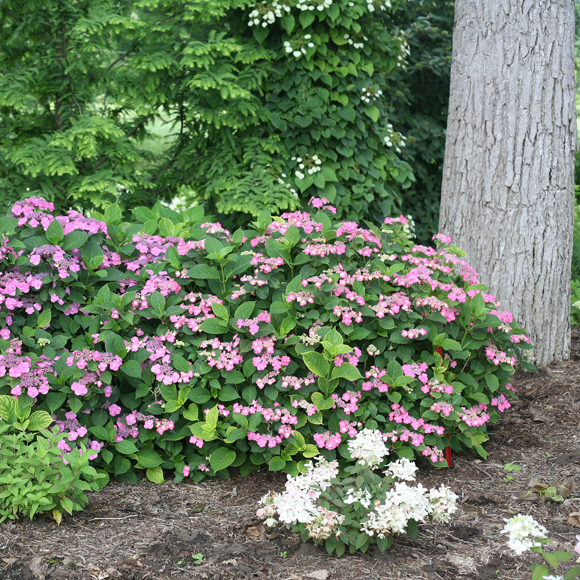 Three plants of Tuff Stuff Red Mountain Hydrangea bloom under a tree.