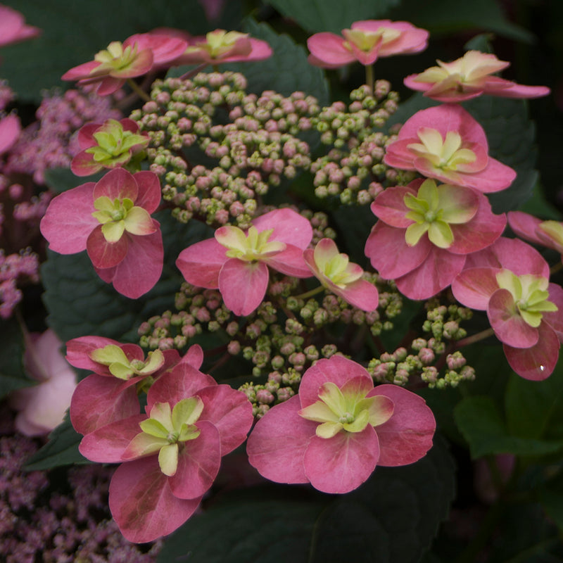 a close look at the deep pink-red inflorescence of Tuff Stuff Red Mountain Hydrangea.
