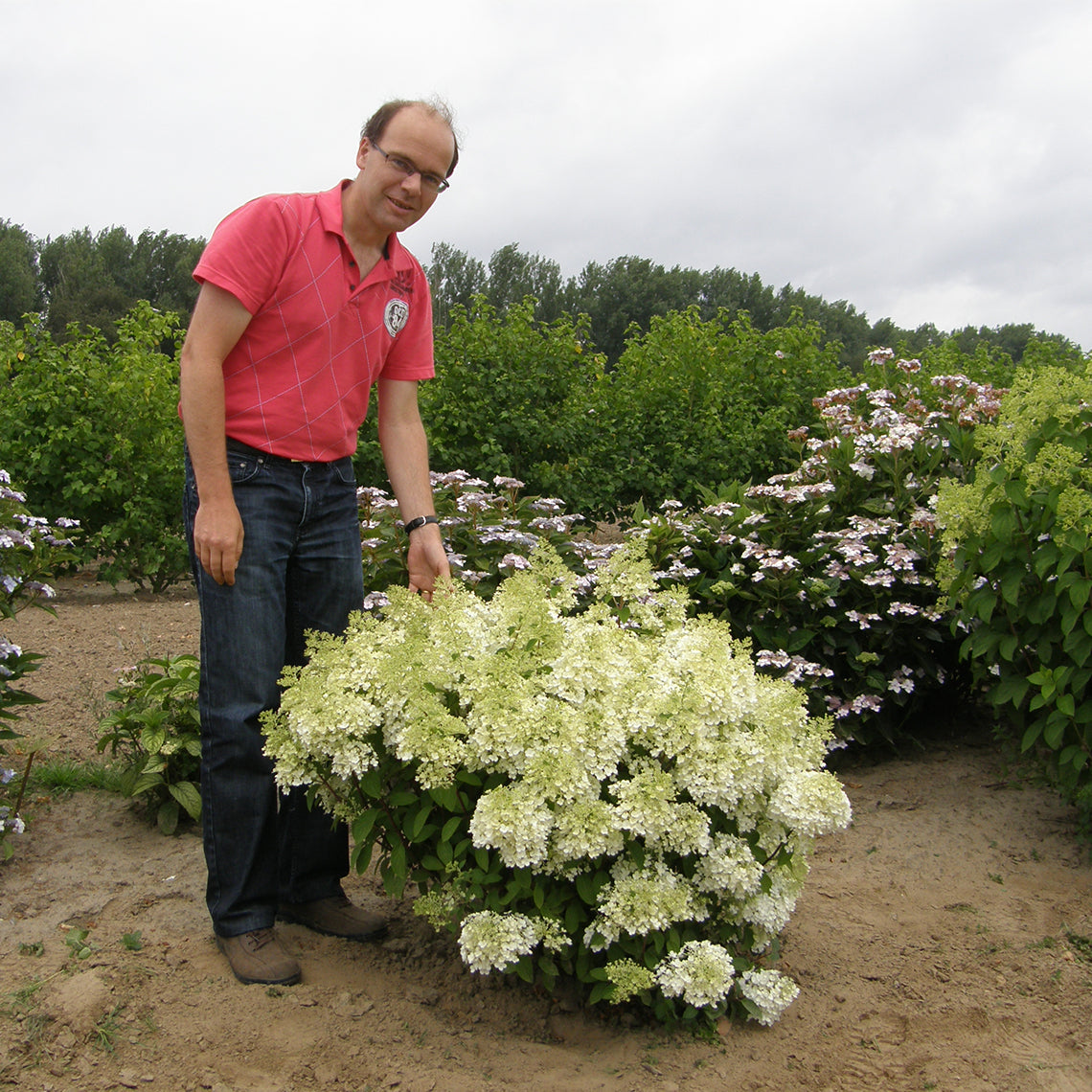 A man stands next to Bobo hydrangea to show the scale of this very small flowering shrub. It only reaches his knees.