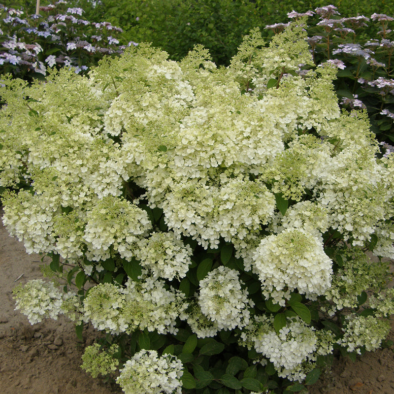 In bloom, the flowers of Bobo hydrangea almost completely cover its foliage.