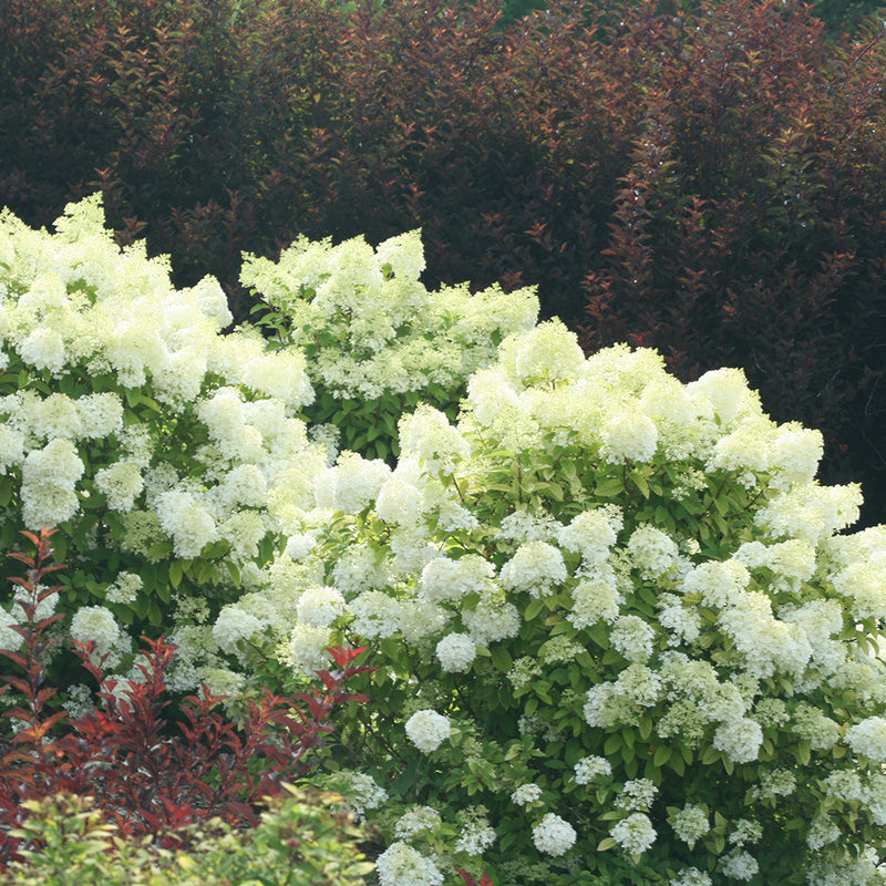 Three Bobo hydrangea plants covered in white flowers with summer sunshine coming through them.