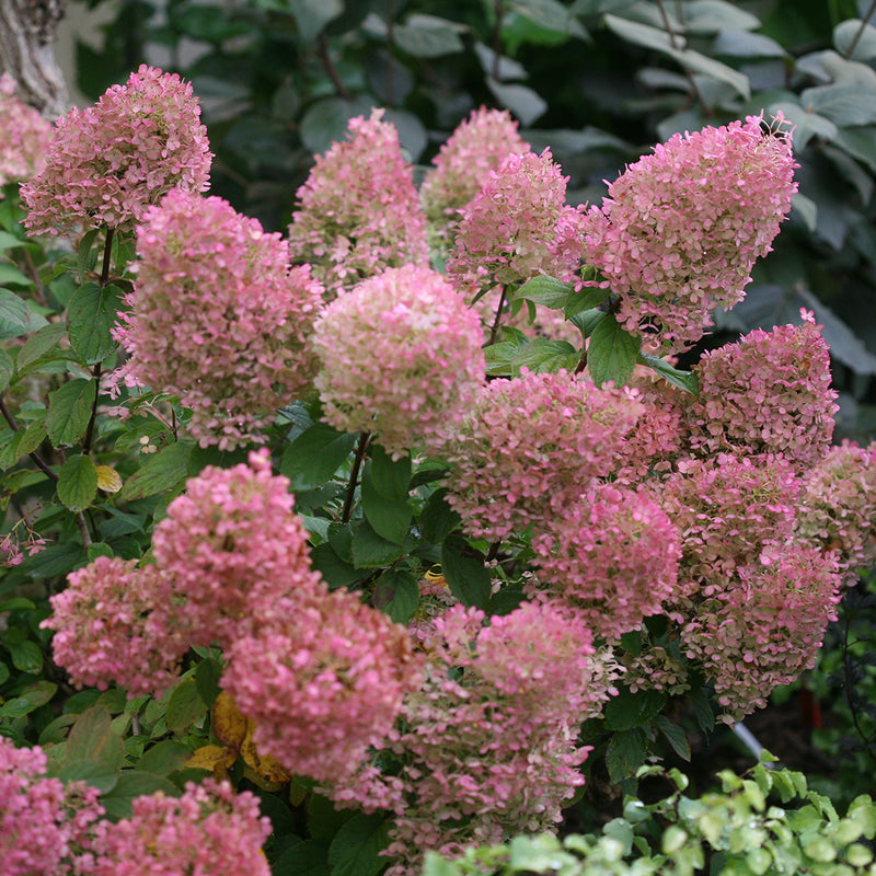 The flowers of Bobo hydrangea turn pink as they age.